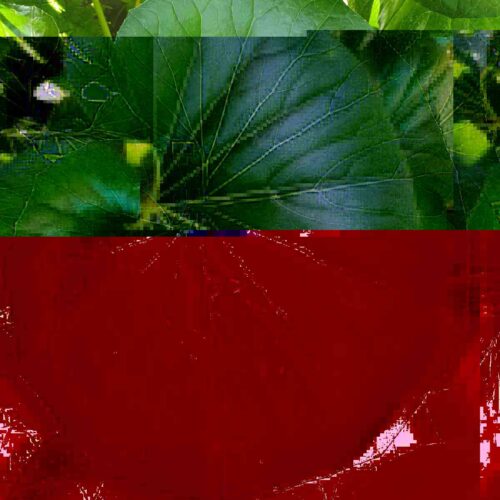 leaf copy