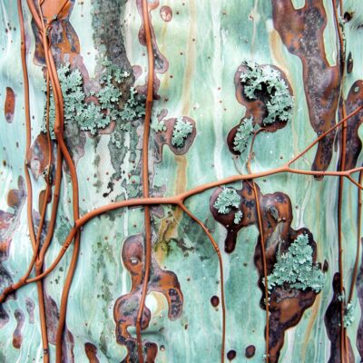 awhiworldai_79826_Can_you_produce_an_abstract_image_of_lichen_5e9752fa-bacb-4c0f-8872-89a4a6b658a7_3 awhiworldai_79826_Can_you_produce_an_abstract_image_of_lichen_5e9752fa-bacb-4c0f-8872-89a4a6b658a7_3