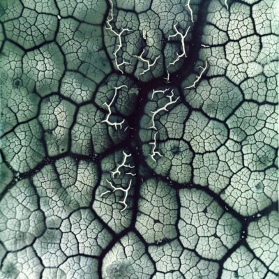 lichen lichen