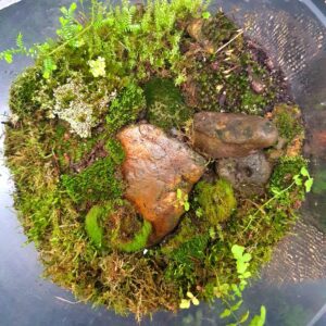 Mossarium from above