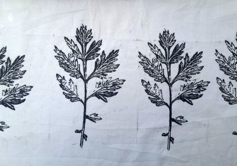 Printing Mugwort images x 4 on cloth